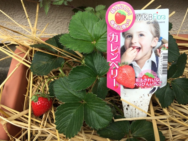 プランターイチゴの育て方 初心者栽培でも甘い美味しいコツ 家庭菜園インフォパーク