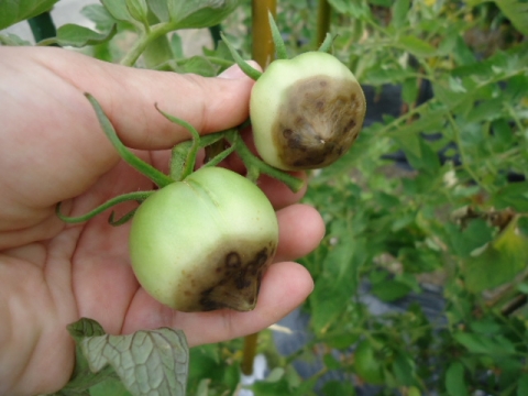 トマトの実が割れる 腐る 落ちる 原因と栽培のポイントとは 家庭菜園インフォパーク