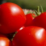 家庭菜園のトマトに発生する赤い虫の正体は？害虫駆除と対策方法