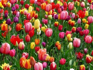 tulips-52125_640