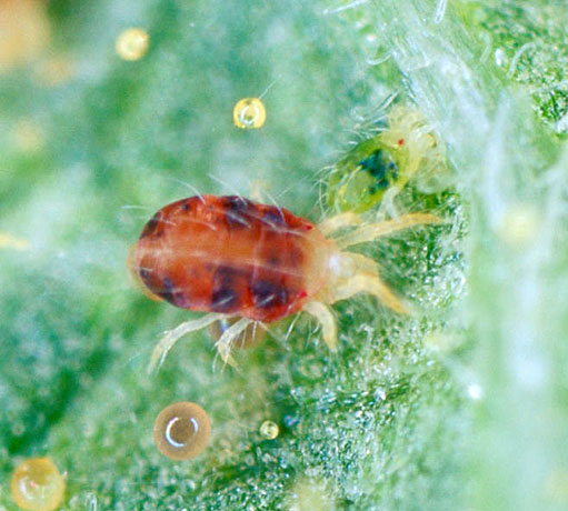 家庭菜園のトマトに発生する赤い虫の正体は 害虫駆除と対策方法 家庭菜園インフォパーク