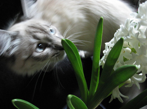 猫に毒性のあるヒヤシンスの球根を触るとかゆみを感じる理由 家庭菜園インフォパーク