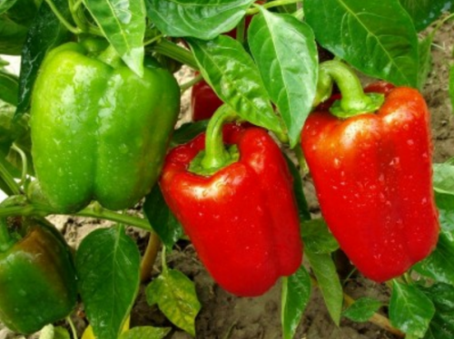 家庭菜園で栽培している緑色のピーマンが赤くなるのはなぜ 家庭菜園インフォパーク