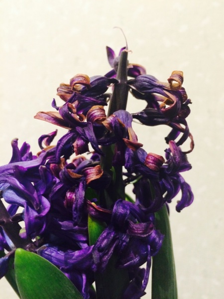 ヒヤシンスの花が咲きわった後の管理 花がら摘み をする理由 家庭菜園インフォパーク