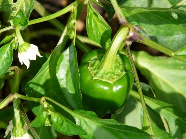 プランター菜園で栽培のピーマンにつく害虫アブラムシの注意点 家庭菜園インフォパーク