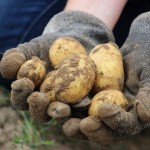 初心者がジャガイモを家庭菜園で栽培する時に注意する病気とは？