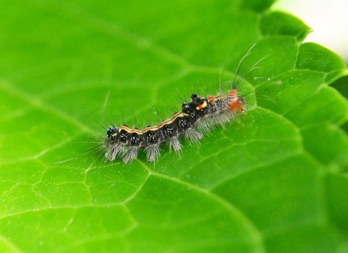 caterpillar-207341_640