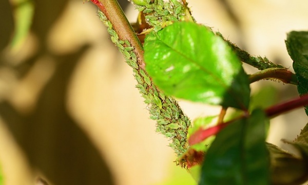 なすを栽培する時に気を付けるべき害虫アブラムシの原因と対策 家庭菜園インフォパーク