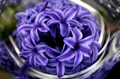hyacinth-654912_640