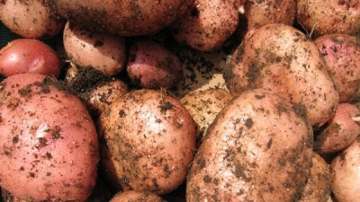 potatoes-533577_640