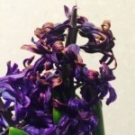 ヒヤシンスの花が咲きわった後の管理【花がら摘み】をする理由