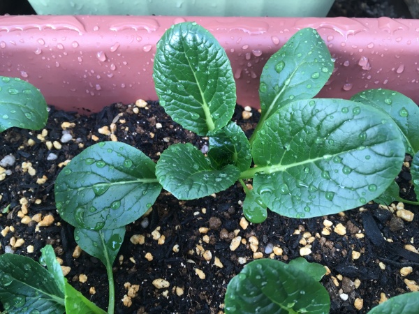 コマツナの育て方 プランター栽培で簡単に収穫できる方法 家庭菜園インフォパーク