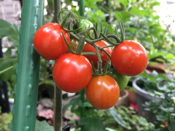 実がならないミニトマトをたくさん実がなる大きな株にする育て方 家庭菜園インフォパーク