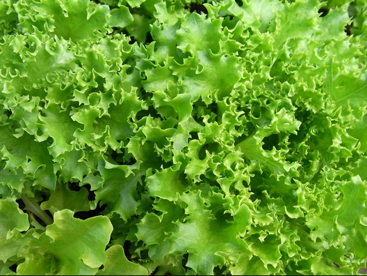 家庭菜園でリーフレタスを初心者が上手に簡単に栽培する方法 家庭菜園インフォパーク