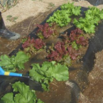 プランターのリーフレタスに土がついて汚れてしまうのを防ぐ方法