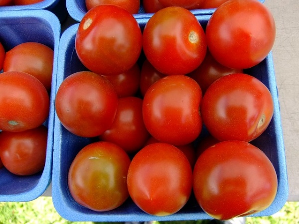 丸ごと植える トマトを種から栽培するありえない方法 家庭菜園インフォパーク