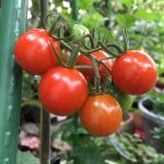 実がならないミニトマトをたくさん実がなる大きな株にする育て方