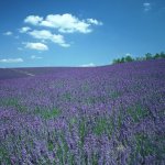 【初心者でも出来る！】難しいイングリッシュラベンダーの育て方