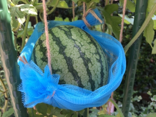 小玉スイカの育て方 プランターで作る空中栽培方法 家庭菜園インフォパーク