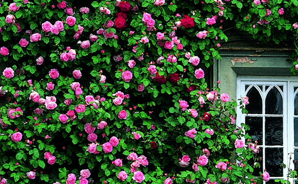 春の鉢植えバラの育て方 初心者必見 夏まえの花後の管理方法 家庭菜園インフォパーク