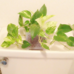 初心者でも簡単にトイレで育てられるおすすめ観葉植物の種類