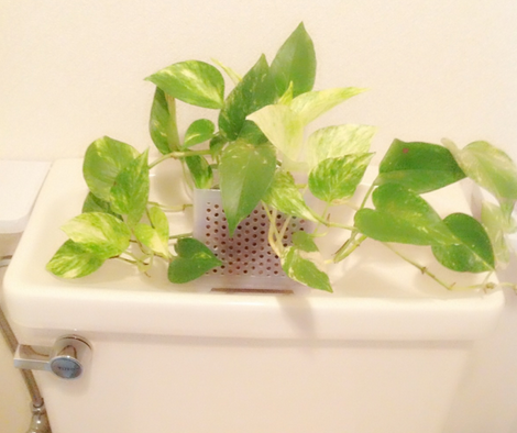 初心者でも簡単にトイレで育てられるおすすめ観葉植物の種類 家庭菜園インフォパーク