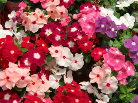 プランターで初心者が育てやすい暑さに強い夏のおすすめ花 家庭菜園インフォパーク