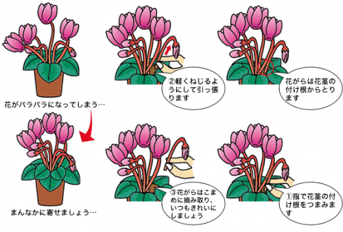 すべての美しい花の画像 最高花 がら 摘み 方法