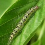 ローズマリーに白い綿糸をつける害虫ベニフキノメイガの駆除方法
