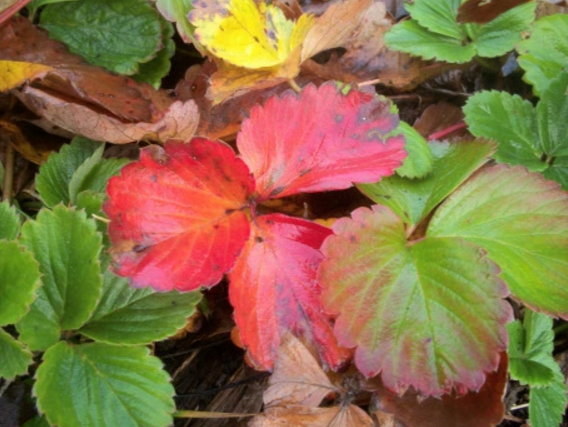 イチゴの葉が冬に赤くなる 茶色く枯れる理由は病気 家庭菜園インフォパーク