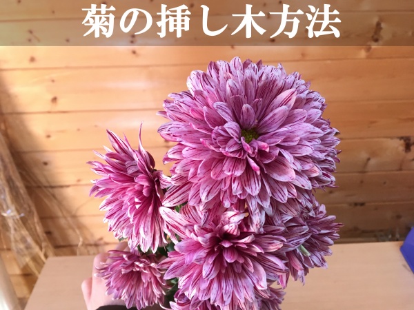 菊の切り花の挿し木方法 時期に関係なく必ず発根させるコツ 家庭菜園インフォパーク