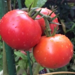 大玉トマトの育て方！プランターで栽培できる方法