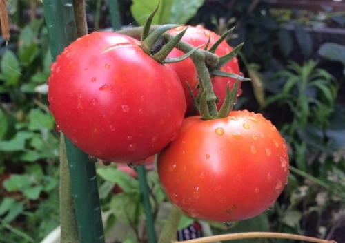 大玉トマトの育て方！プランターで栽培できる方法 | 家庭菜園 ...