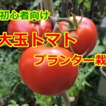 大玉トマトの育て方！プランターで栽培できる方法