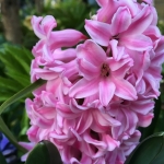 開花時期は3月4月！色でわかるヒヤシンスの種類と名前