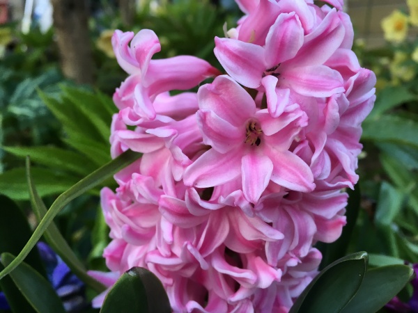 開花時期は3月4月 色でわかるヒヤシンスの種類と名前 家庭菜園インフォパーク