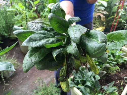 ホウレンソウの育て方 プランターで種から初心者が栽培できる方法 家庭菜園インフォパーク