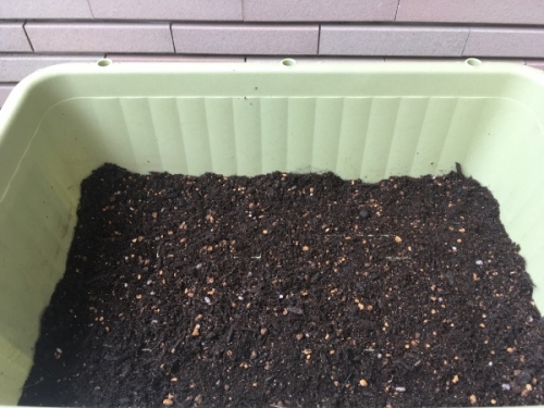 ショウガのプランター栽培 植え付け方法と芽だしのコツ 家庭菜園インフォパーク