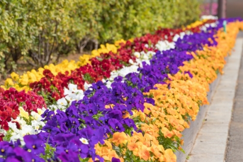 50 素晴らしい秋 プランター 花 最高の花の画像