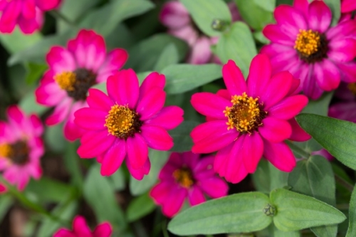 プランターに植えた花がすぐ枯れてしまう原因と対処方法 家庭菜園インフォパーク