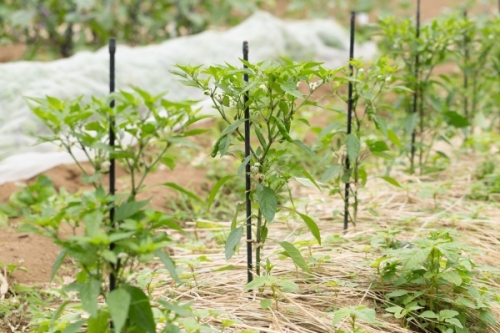 シシトウの育て方 プランター栽培のコツを初心者に伝授 家庭菜園インフォパーク