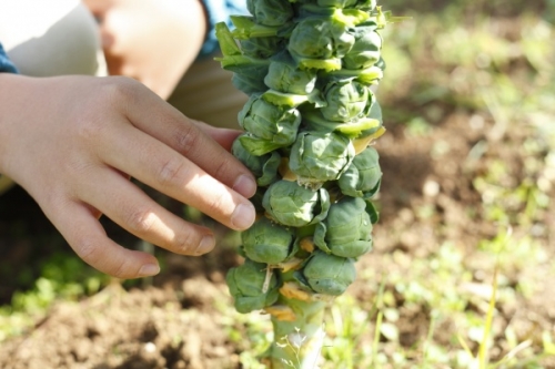 芽キャベツの育て方 プランター栽培で初心者が収穫できるコツ 家庭菜園インフォパーク