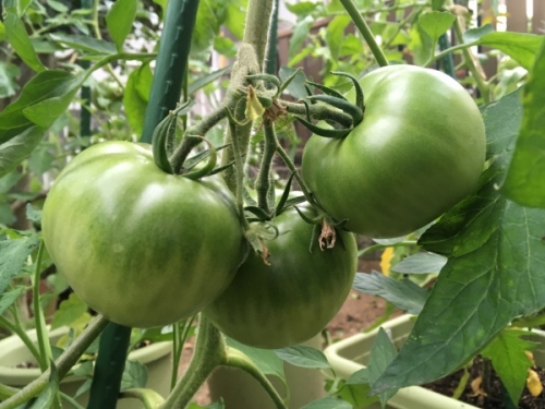 大玉トマトの育て方 プランターで栽培できる方法 家庭菜園インフォパーク