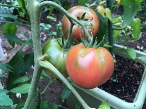 大玉トマトの育て方 プランターで栽培できる方法 家庭菜園インフォパーク