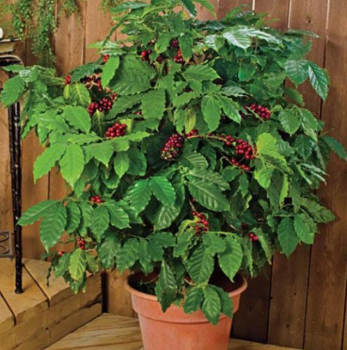 観葉植物コーヒーの木の育て方と栽培のコツをプロが伝授 家庭菜園インフォパーク