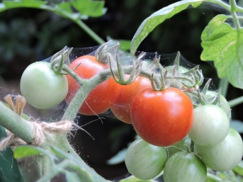 ミニトマトの病気 蜘蛛の巣の原因は小さい赤色ハダニ 家庭菜園インフォパーク