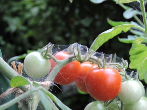 ミニトマトの病気 蜘蛛の巣の原因は小さい赤色ハダニ 家庭菜園