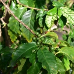 コーヒーの木の葉が茶色く枯れる５つの原因とは？