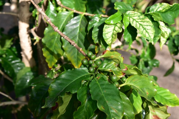 コーヒー の 木 葉 茶色