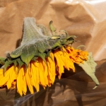 プランターに植えた花がすぐ枯れてしまう原因と対処方法